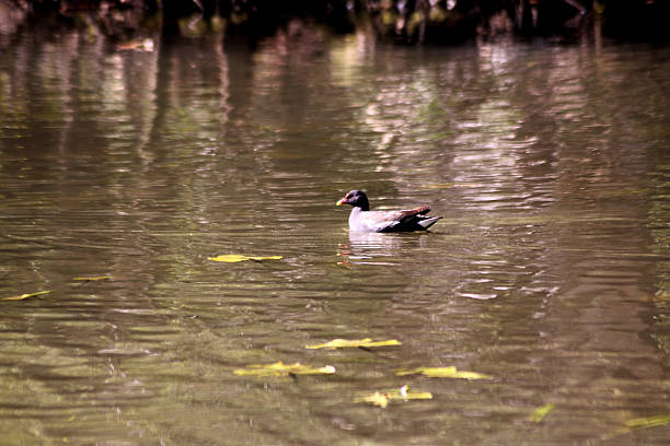 istock A common moorhen in the water 2249151147