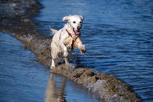 A playful dog runs along the beach shoreline, splashing water around while enjoying a sunny day. Perfect for themes of pets, joy, freedom, summer, outdoor lifestyle and travel