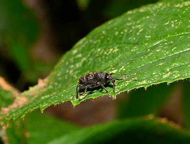 A well focussed Black vine weevil, Otiorhynchus suicatus, walking along a bramble leaf. Close-up with good details.