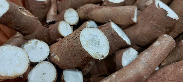 istock Close up of cassava root 2249159112