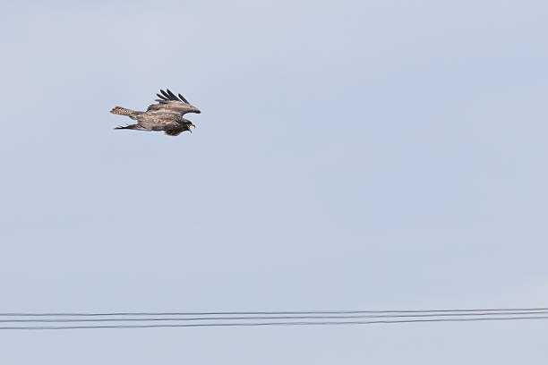 istock Common Buzzard (Buteo buteo) - European Woodland Raptor 2249160685
