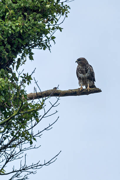istock Common Buzzard (Buteo buteo) - European Woodland Raptor 2249160801