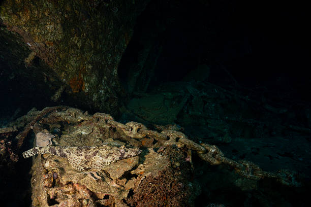 istock Crocodile Fish Camouflaged on Coral-Encrusted Shipwreck Chain Underwater 2249162034