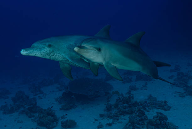 Two dolphins swimming in the ocean. One is larger than the other