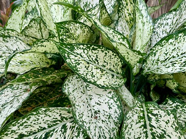 istock Chinese Evergreen plant 2249163631
