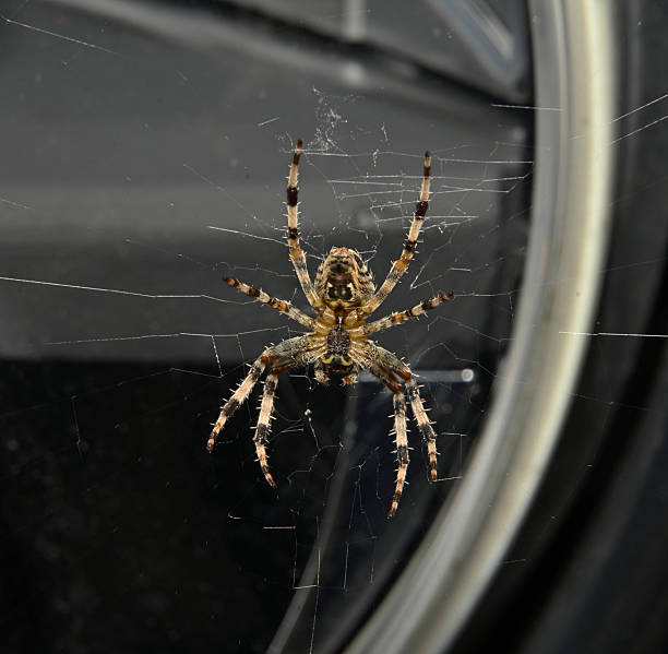 A well focussed view of the underside of a Crowned orb weaver spider. The web is built outdoors on a window and the photo was taken from indoors. Close-up with good details.