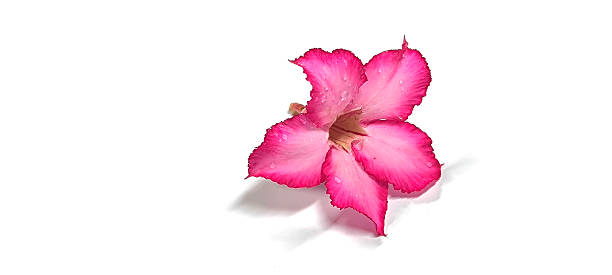 istock Pink flowers on a white background 2249164094