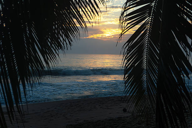 istock Palm tree silhouette at sunrise and ocean view. 2249165121