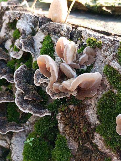 istock Variety of Fungi on a Birch Log 2249166184