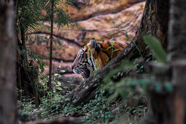 istock Sumatran tiger in its natural habitat, showcasing distinctive dark stripes, sharp features, and powerful presence, representing Indonesia’s endangered wildlife. 2249166402