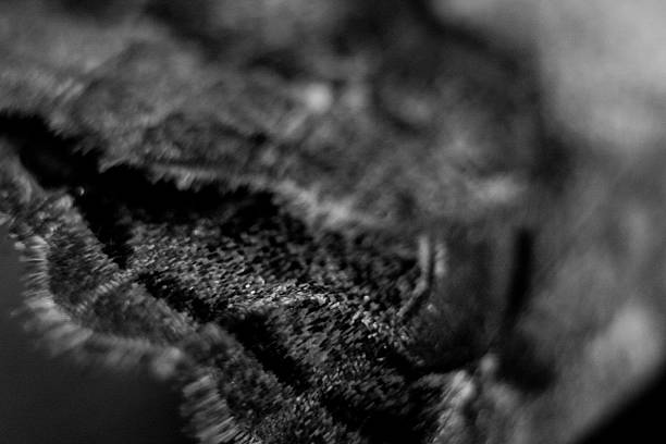 macro photograph of moth wings