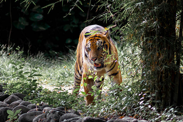 istock Sumatran tiger in its natural habitat, showcasing distinctive dark stripes, sharp features, and powerful presence, representing Indonesia’s endangered wildlife. 2249166912