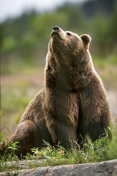 istock Wild brown bear sitting in natural forest environment 2249168710