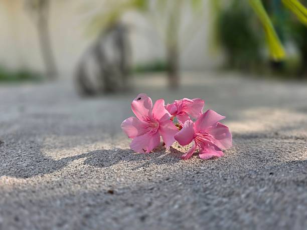 Soft pink blossoms resting on a textured surface create a serene, tranquil scene. Evokes feelings of peace and beauty, perfect for backgrounds or adding a calming touch.