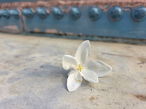 A single white flower exudes tranquility and grace, a symbol of peace and the delicate beauty of nature against a textured surface. Perfect for serene designs.