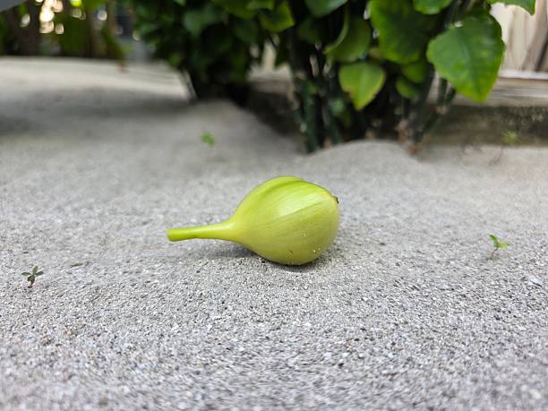 There is one fig left on the fig branch