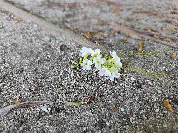 Small white blossoms rest on textured ground, creating a moment of simple beauty. This image evokes a natural, peaceful scene ideal for backgrounds and more.