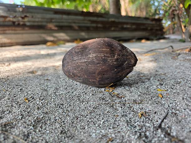 Find your tropical paradise with this grounded coconut on a sandy beach. Evokes relaxation, travel and summer vibes. Perfect for vacation and healthy living themes.