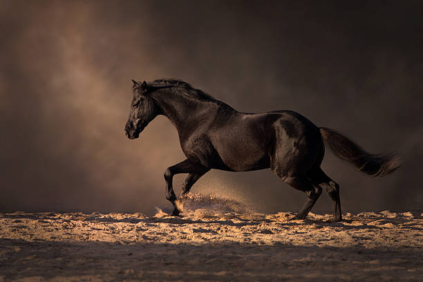 istock Stallion run free on dark 2249171226