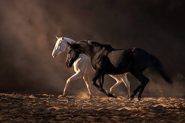 Cremello and black horse  on dark background run fast