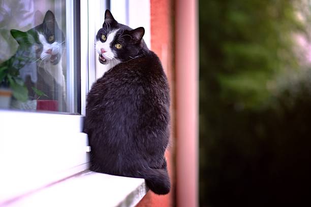 Funny tuxedo cat sitting on the on the window shelf and looking at camera.