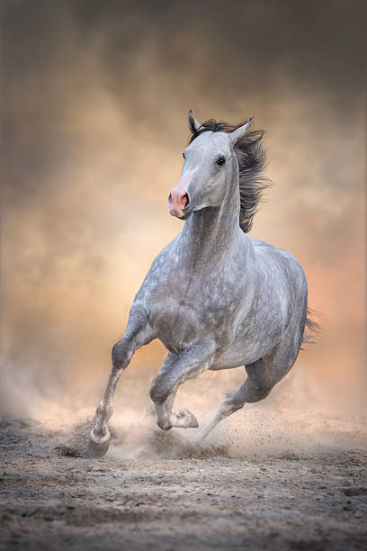 istock Arabian horse run free 2249172148