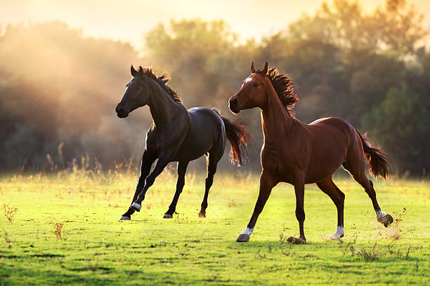 istock Horses run fast in green field 2249172149
