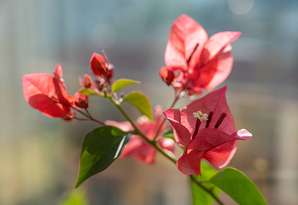 A close-up photograph featuring the vibrant, papery bracts of a pink-hued Bougainvillea flower cluster, illuminated by bright natural light. The central white flower and green leaves are in sharp focus, highlighting the delicate detail and texture of the petals. The background is softly blurred (bokeh effect) in cool, light blue and grey tones, making the bright pink color stand out dramatically. This image conveys themes of summer, tropical flora, beauty, growth, and Mediterranean landscapes.