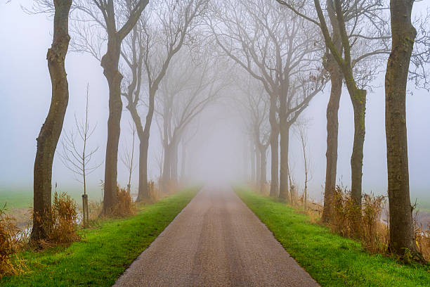 Morning fog, which turned out to be a large rainy cloud, descended on the mountains and pursued the pilgrims, walking along the path of St. James, until the next city. At times it dissipated and flowed down the trees and mountain paths.