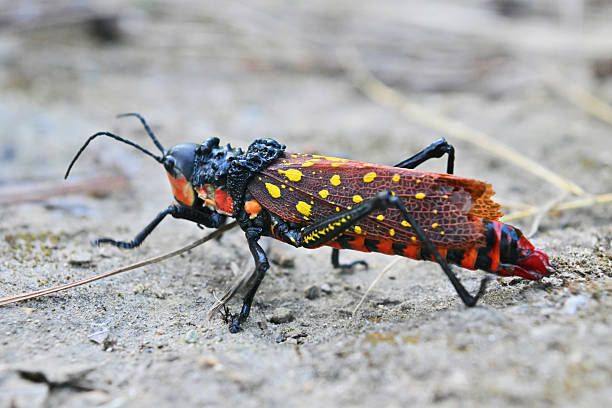 A vibrant Ghost Grasshopper rests on the ground, showcasing its striking black body accented with bright red, yellow, and orange markings. Wildlife, entomology, biodiversity, macro photography, and nature documentation.