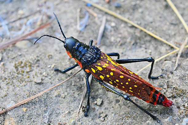 istock Colorful Grasshopper on Ground — Close-Up Macro Shot 2249173927