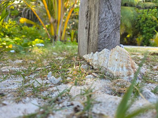 istock Discover beautiful seashell resting on sandy beach near palm trees for a serene escape 2249174200