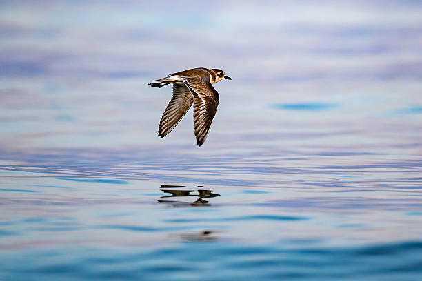 istock A Little Ringed Plover standing on shallow coastal water with a clear reflection. 2249174830