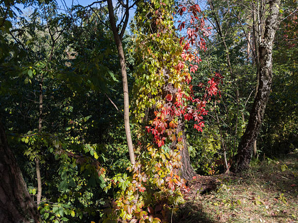 Trunk of the tree growing in a ravine edge overgrown with climbing plants among the other trees and bushes in the forest thickets in autumn sunny day