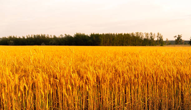 istock Wheat field during harvesting season in countryside 2249174920