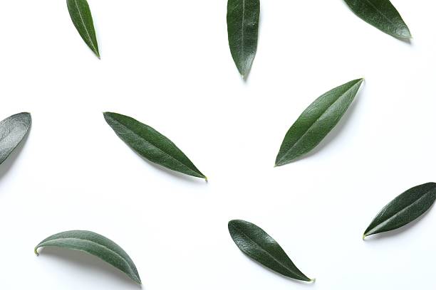 istock Olives green leaves on white  background 2249175255