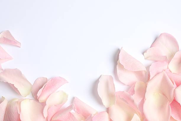 istock Pink rose petals on a white background 2249175432