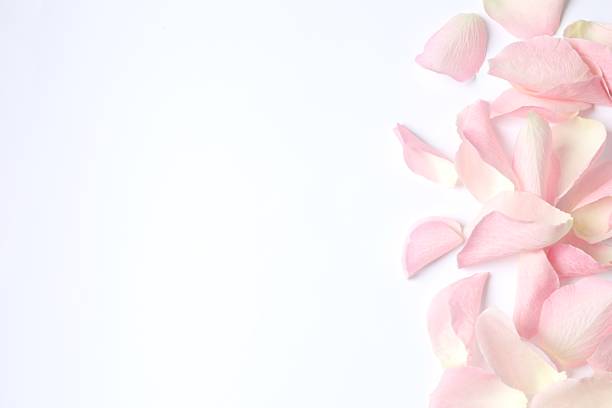 istock Pink rose petals on a white background 2249175433