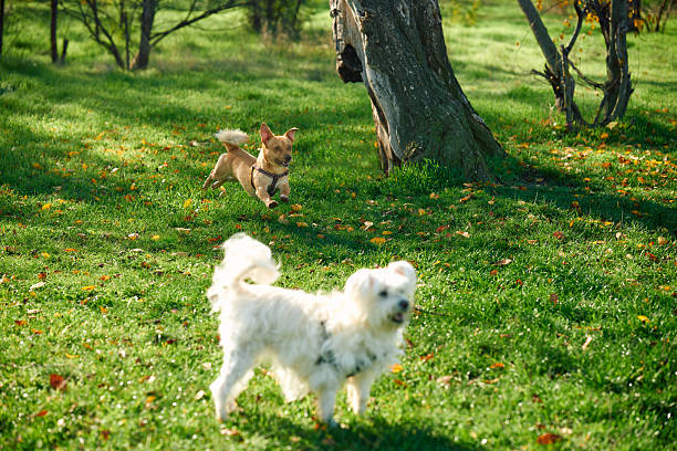 Dogs playing in park on sunny day. Walking, friends, activity concept