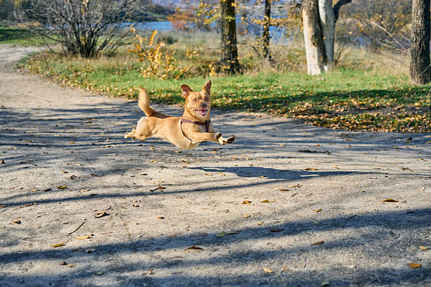 Funny small dog happily running on path trail in autumn forest. Walking, activity concept