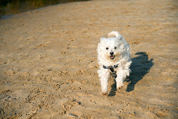 istock Happy white dog running on sunny sandy beach. 2249175668