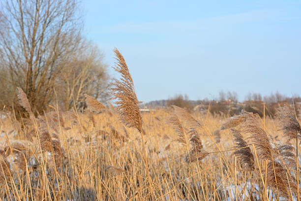 Golden Reeds in Winter Sunlight close up