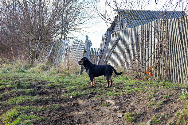 A black dog with tan markings stands on a hillside slope covered with muddy ground and grass, looking to the side against the backdrop of an old wooden fence and a house roof.