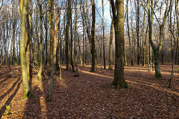 istock A wide shot captures an autumn deciduous forest where leafless tree trunks reach towards the sky under a bright blue sky. 2249177818