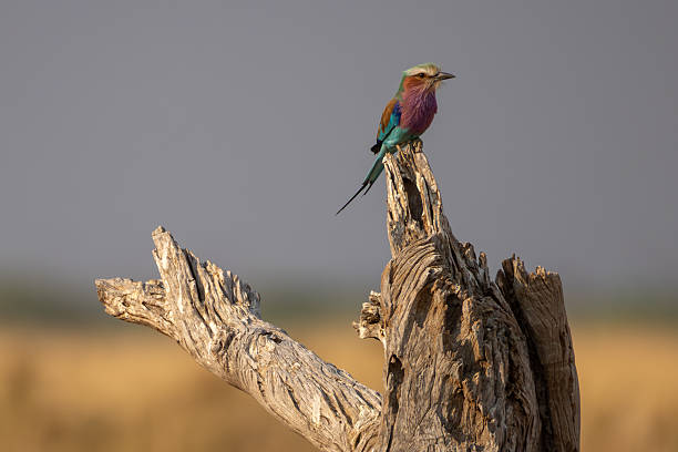 istock a lilac breasted roller sits on the top of a dead tree trunk 2249180164