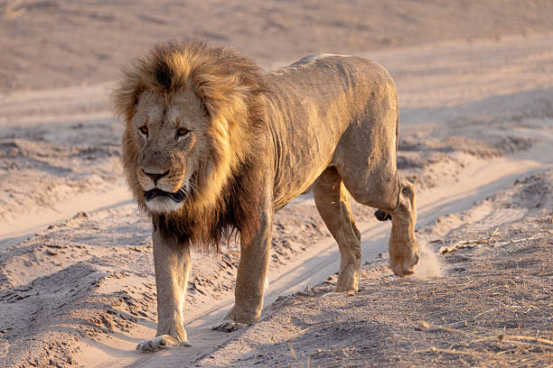 istock big male lion in the Savuti NP, Botswana 2249180199