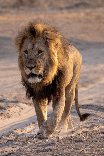 istock big male lion in the Savuti NP, Botswana 2249180206