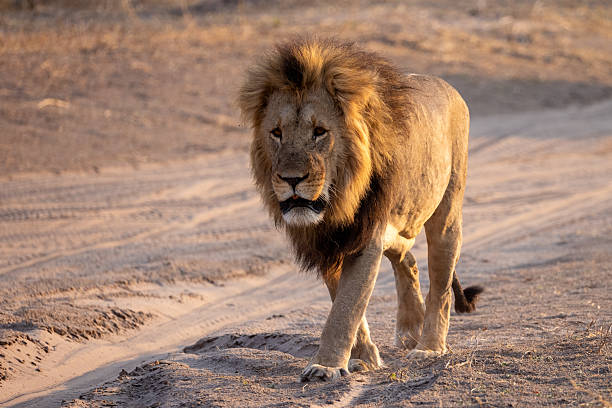 istock big male lion in the Savuti NP, Botswana 2249180231