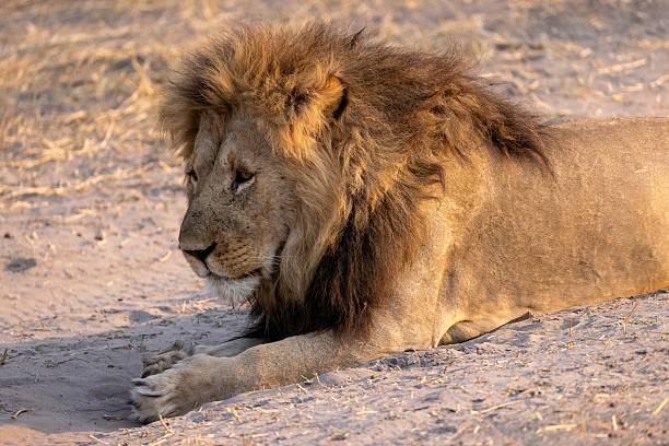 istock big male lion in the Savuti NP, Botswana 2249180259