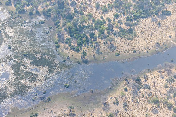 Elephants in Okavango Delta